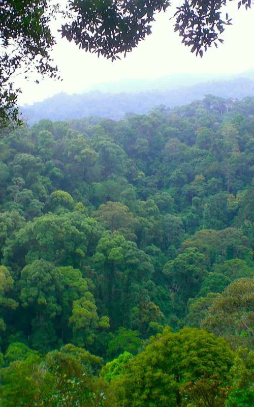 Rainforest-View