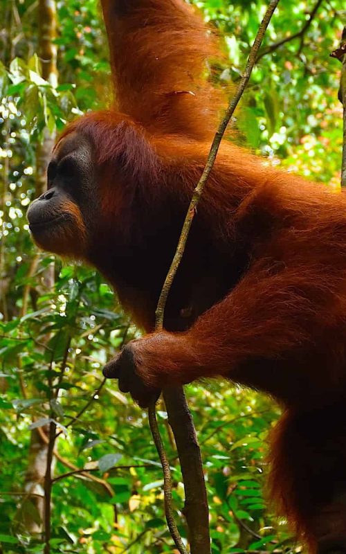 orangutan-6
