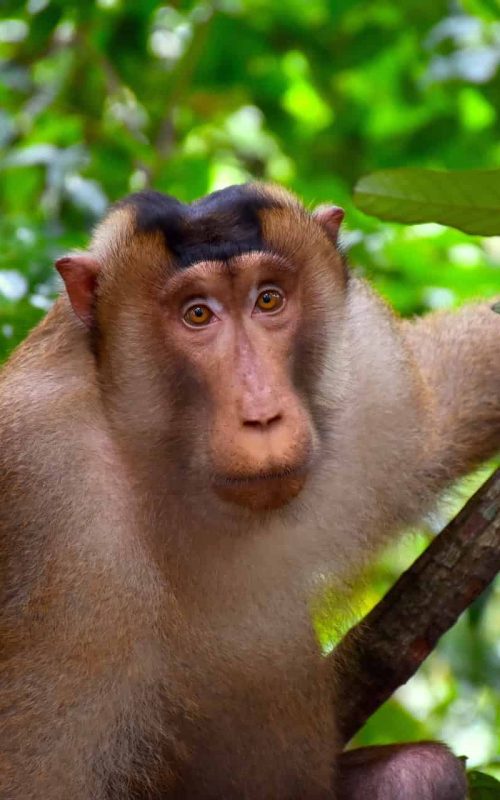 pigtail-macaque
