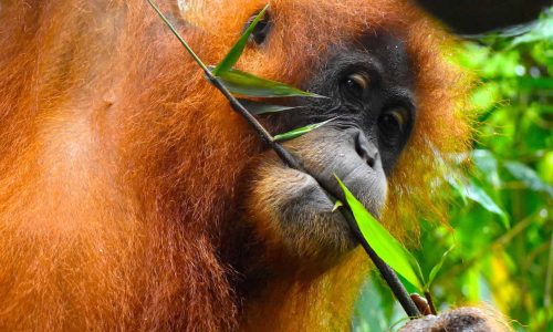 sumatra__package-orangutans-elephants__01