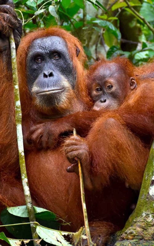 sumatran-oranguan