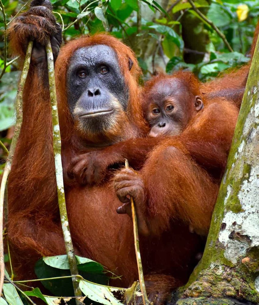 sumatran-oranguan